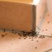 Pest Control in Mississauga for Flying Ants