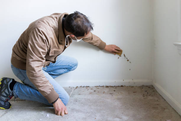 mold removal broomall 