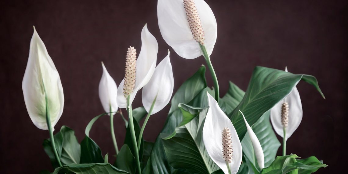 Get Your Home Looking Floral with Indoor Flowering Plants
